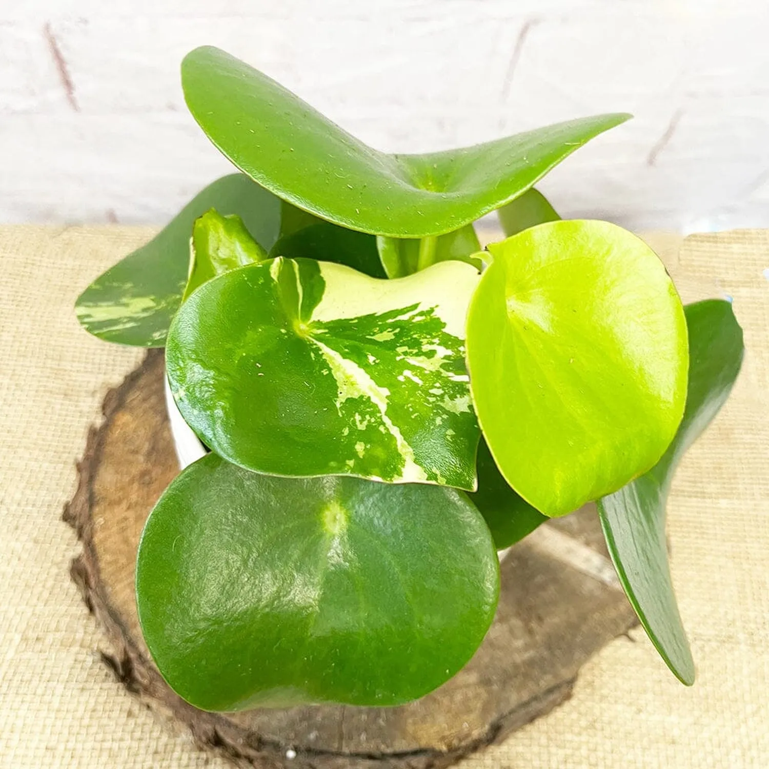 15 - 25cm Variegated Peperomia Polybotrya Raindrop 12cm Pot House Plant