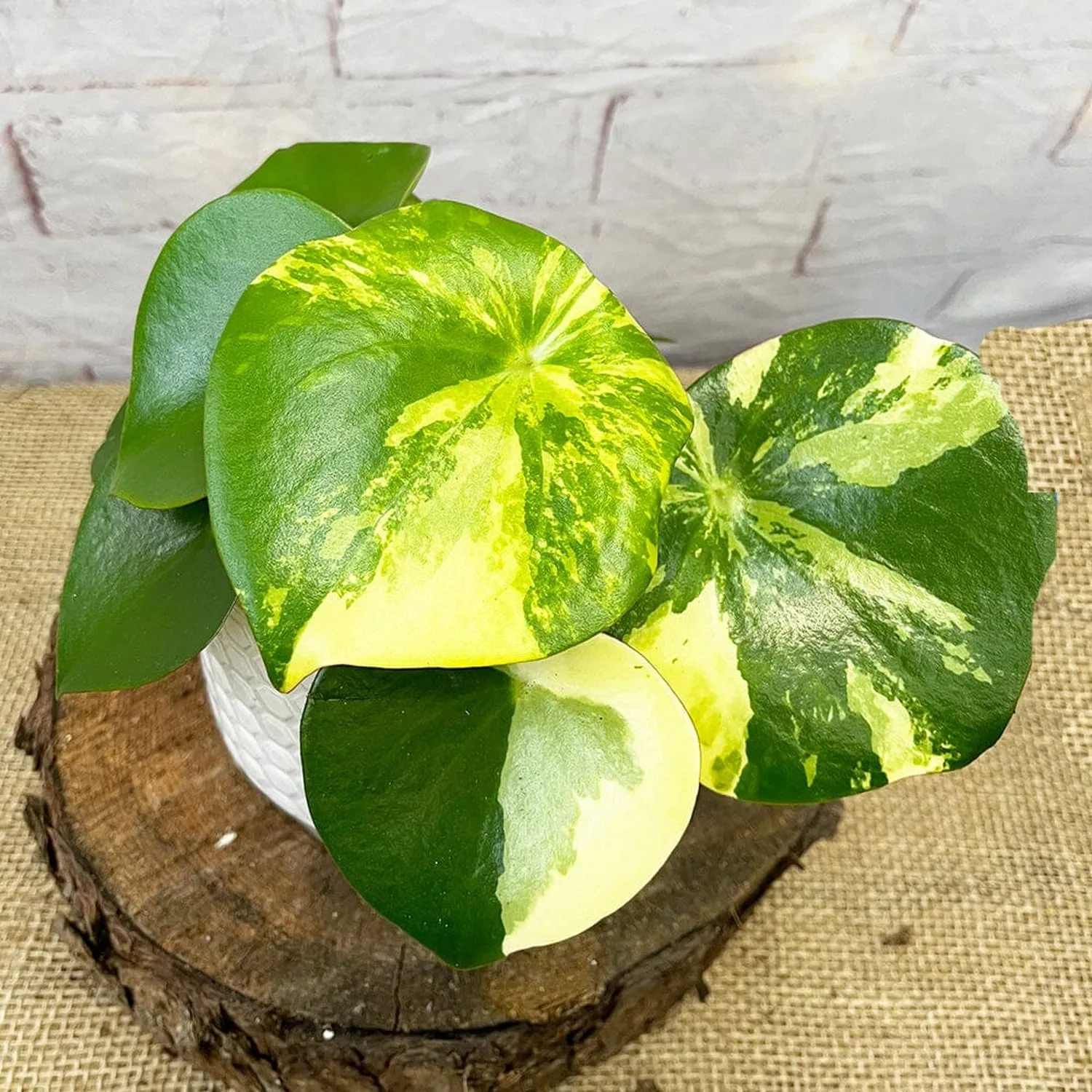 15 - 25cm Variegated Peperomia Polybotrya Raindrop 12cm Pot House Plant