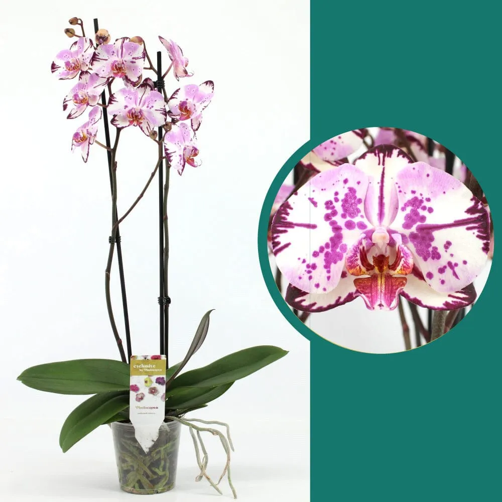 55-65cm Phalaenopsis Magic Art Twin stem Orchid 12cm Pot